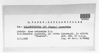 Melanustilospora ari image